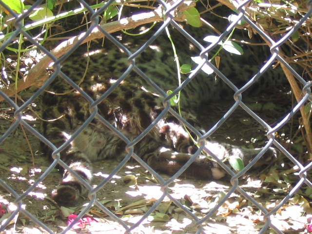 618x457 pixels (239K)